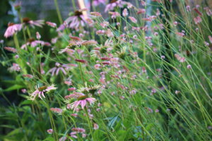 IMG_0298.JPG