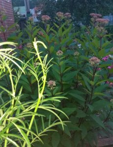 IMG_20190727_214013.jpg