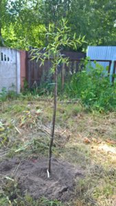 WP_20190730_13_35_20_Pro_LI.jpg
