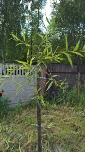 WP_20190730_13_35_33_Pro_LI.jpg