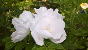 WP_20190726_14_10_59_Pro_LI.jpg