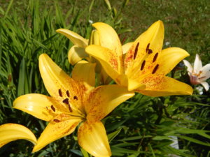 DSCN3335.JPG