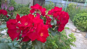 WP_20190726_14_12_47_Pro_LI.jpg