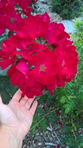WP_20190726_14_13_25_Pro_LI.jpg