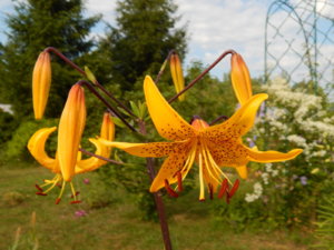 DSCN3533.JPG