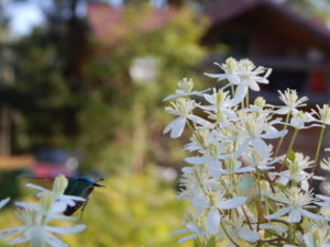 DSCN3250.JPG