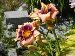 DSCN3347.JPG