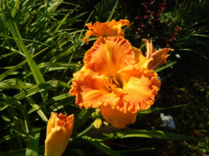 DSCN3233.JPG