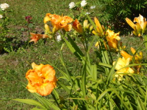 DSCN3340.JPG
