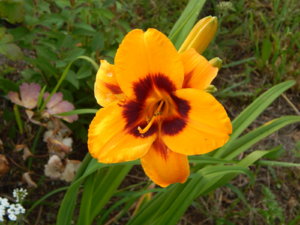 DSCN3508.JPG
