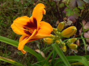 DSCN3509.JPG