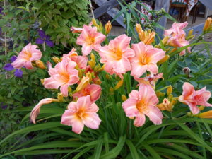 IMG_20190730_174418.jpg