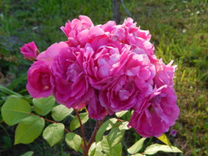 DSCN3268.JPG