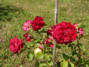 DSCN3368.JPG