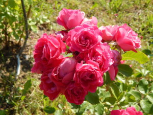 DSCN3371.JPG