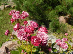 DSCN3419.JPG