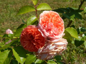 DSCN3434.JPG