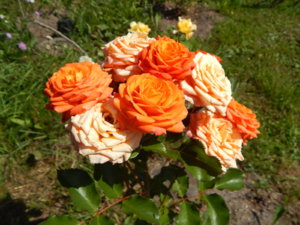 DSCN3481.JPG