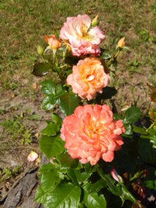 DSCN3457.JPG
