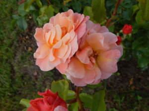 DSCN3540.JPG