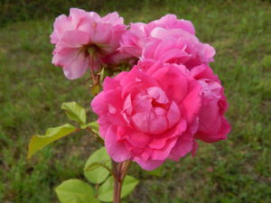 DSCN3548.JPG