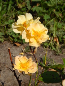 DSCN3476.JPG
