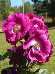 DSCN3448.JPG