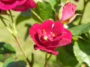 DSCN3450.JPG