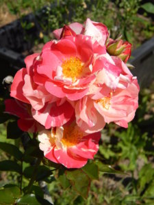DSCN3471.JPG