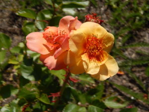 DSCN3422.JPG