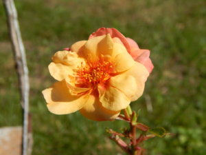 DSCN3424.JPG