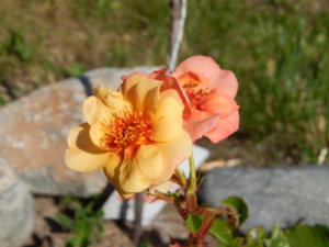 DSCN3425.JPG