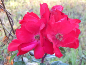DSCN3272.JPG