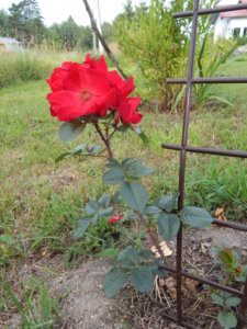 DSCN3550.JPG