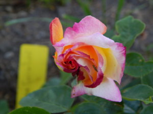 DSCN3270.JPG
