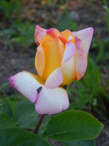 DSCN3271.JPG