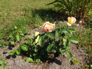 DSCN3374.JPG