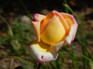 DSCN3375.JPG
