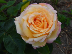 DSCN3510.JPG