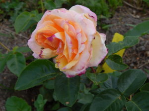 DSCN3511.JPG