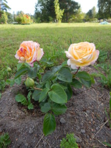 DSCN3512.JPG