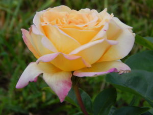 DSCN3513.JPG