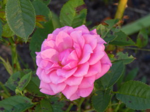 DSCN3287.JPG