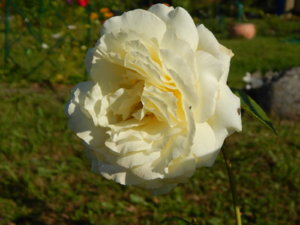 DSCN3299.JPG