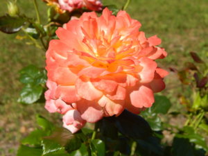 DSCN3458.JPG