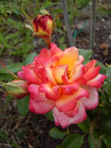 DSCN3544.JPG