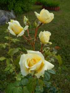 DSCN3606.JPG