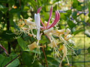 DSCN3246.JPG