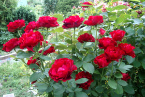 барбара.jpg