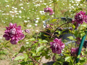 DSCN3323.JPG